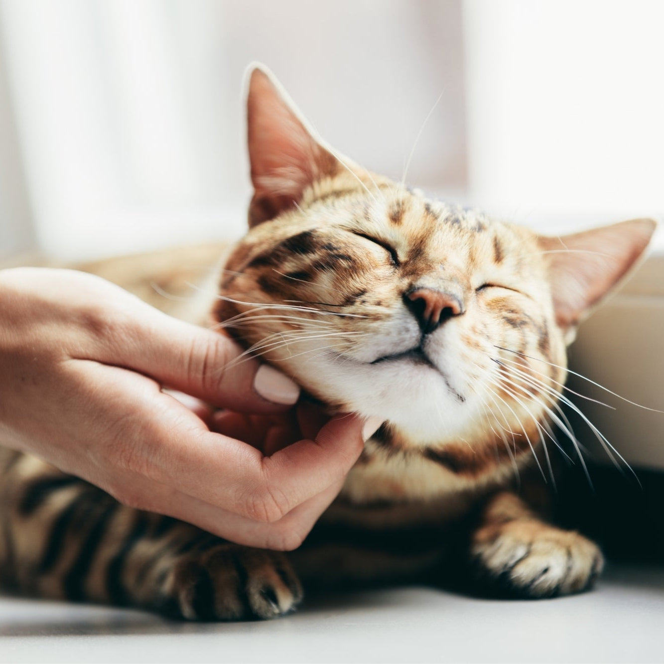 Cat being scratched at Happy Pet Centre