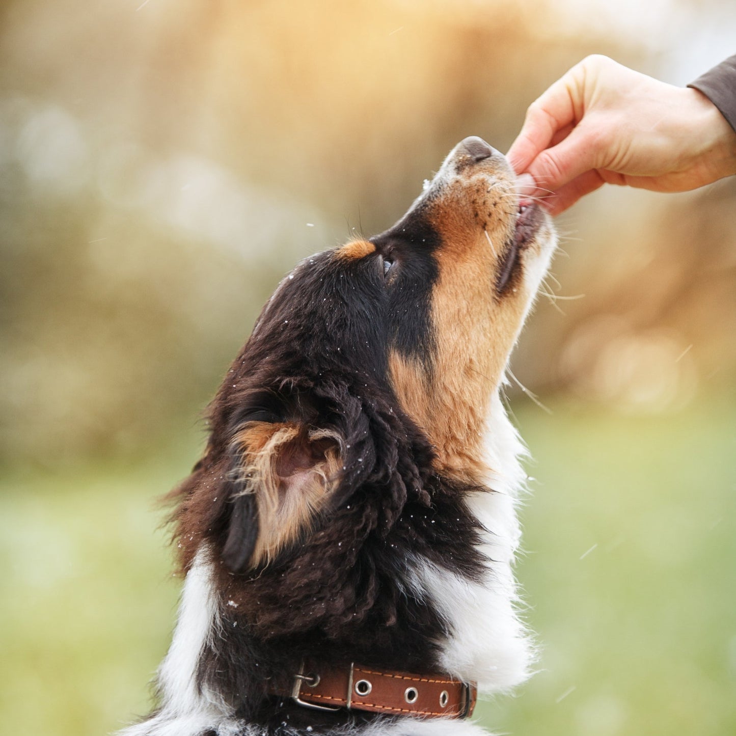 Dog excepting a treat for sitting.