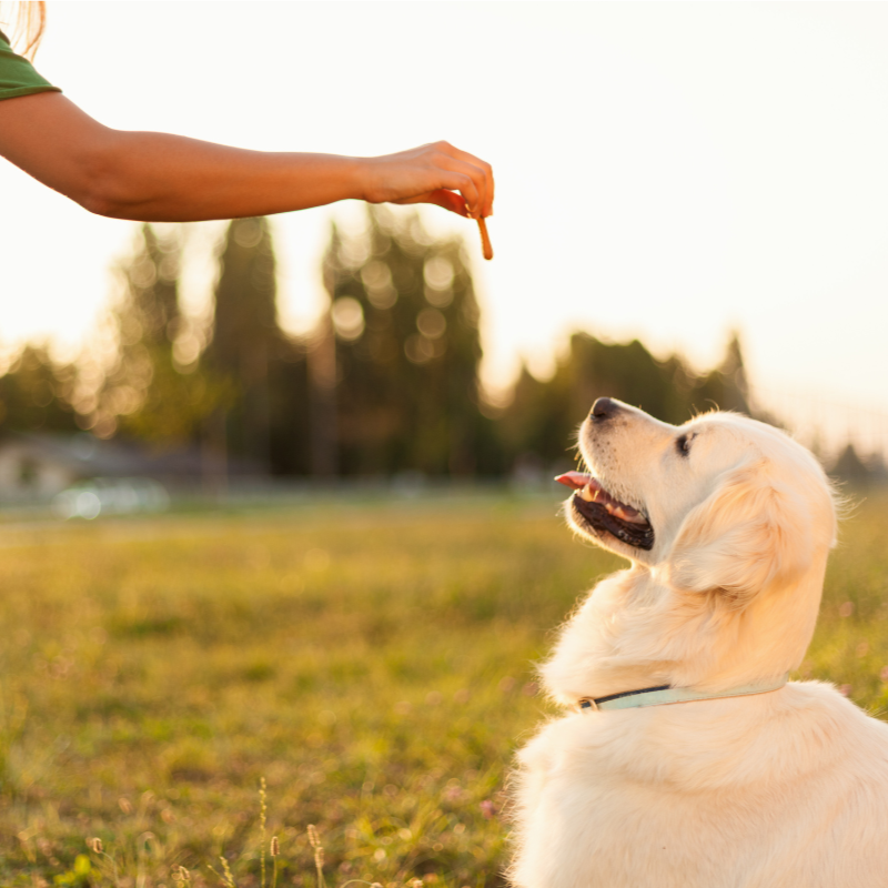 Golden Retriever Sitting and Receiving a treat