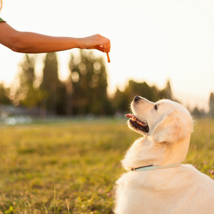 Person feeding a treat to a golden retriever