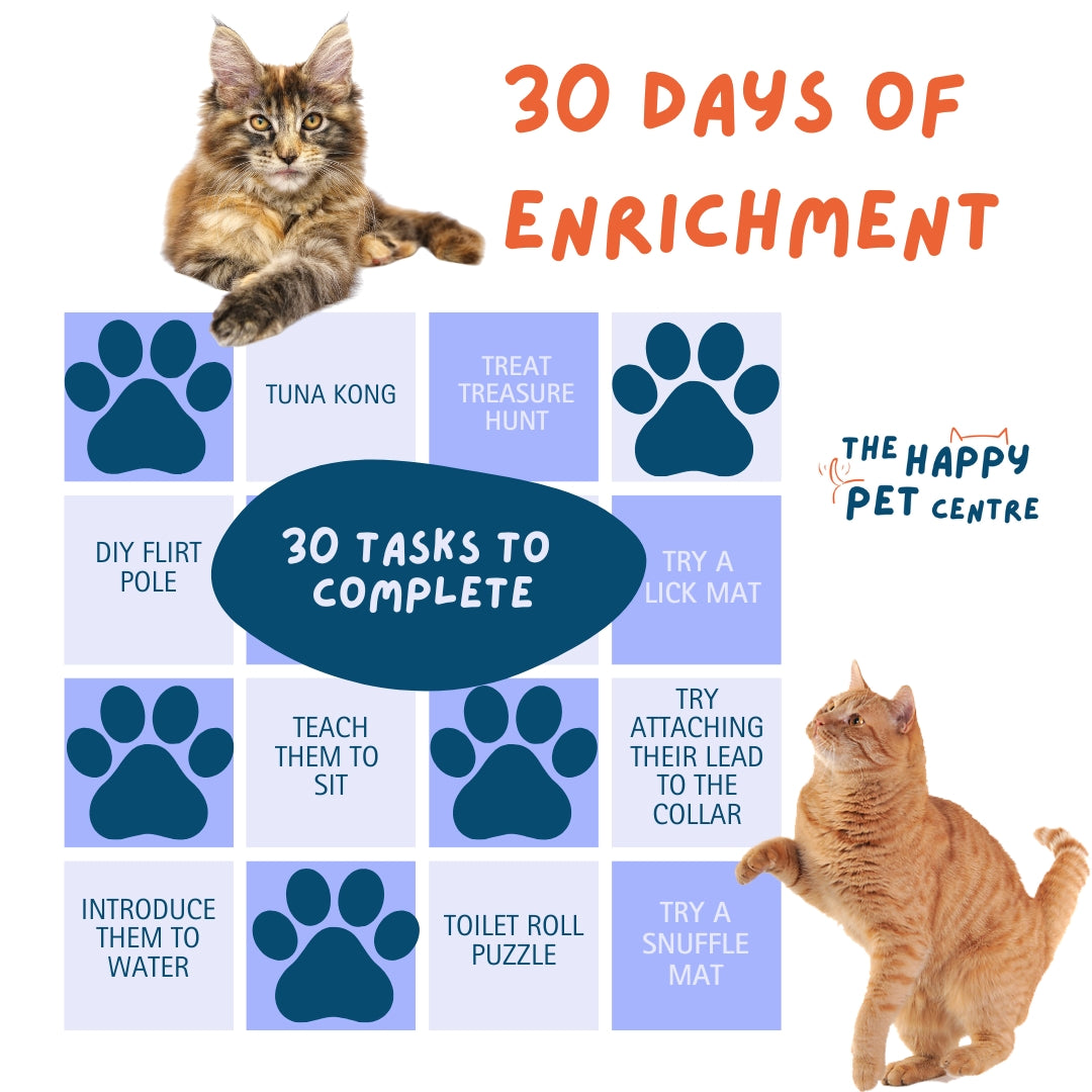 30 enrichment ideas for your cat with two pictures of ginger cats