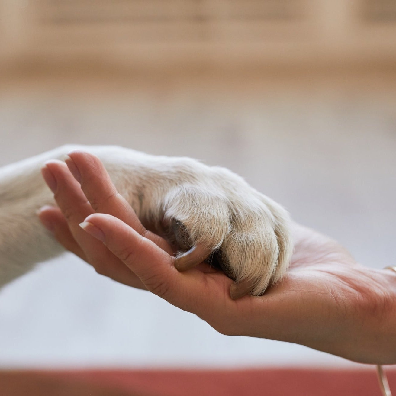 Dog paw in persons hand