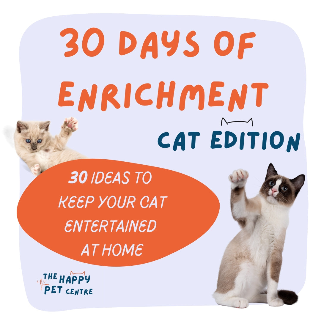 30 enrichment ideas for your cat