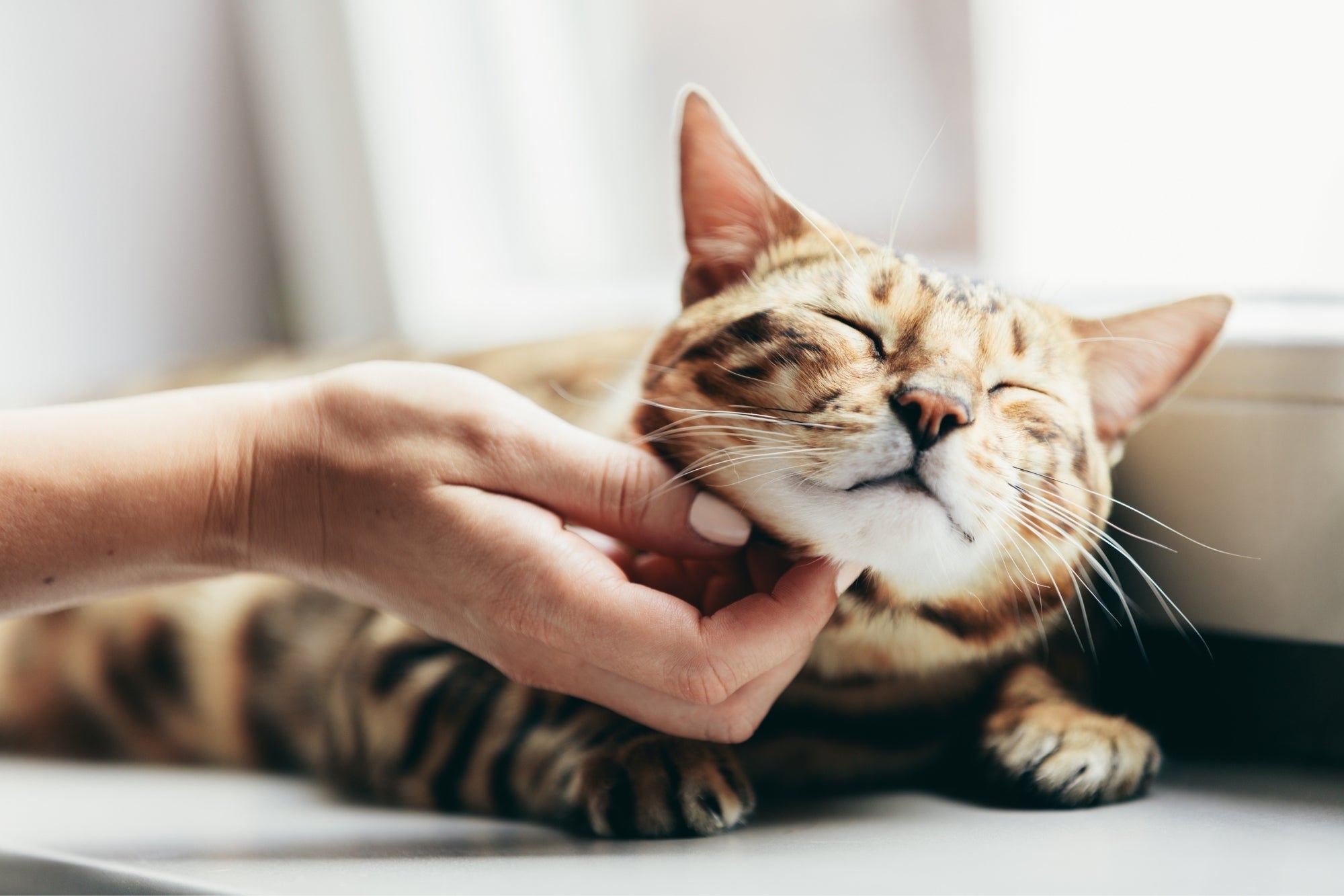 Tabby Cat Receiving A Chin Scratch