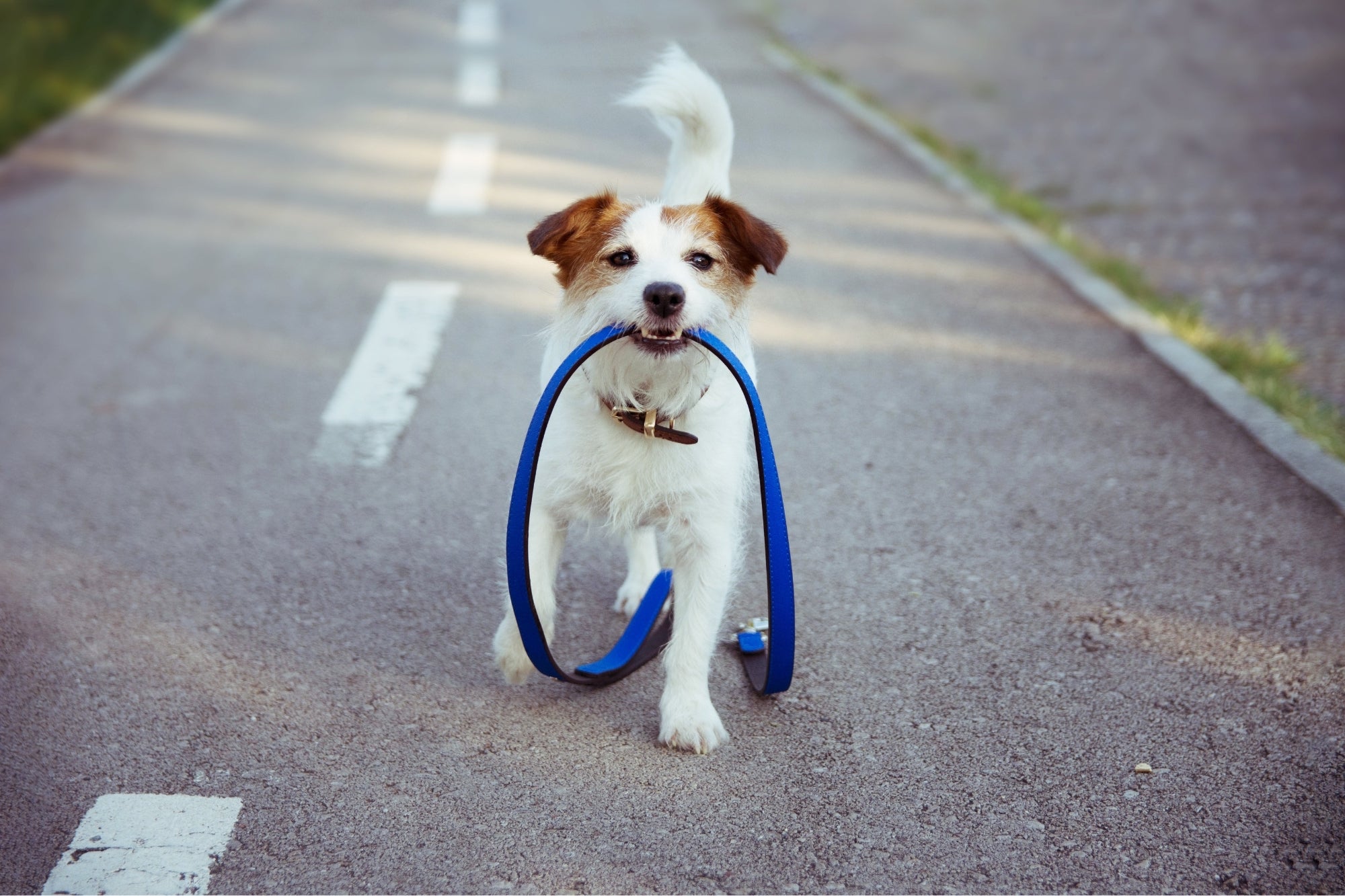 Jack Russel carrying blue lead