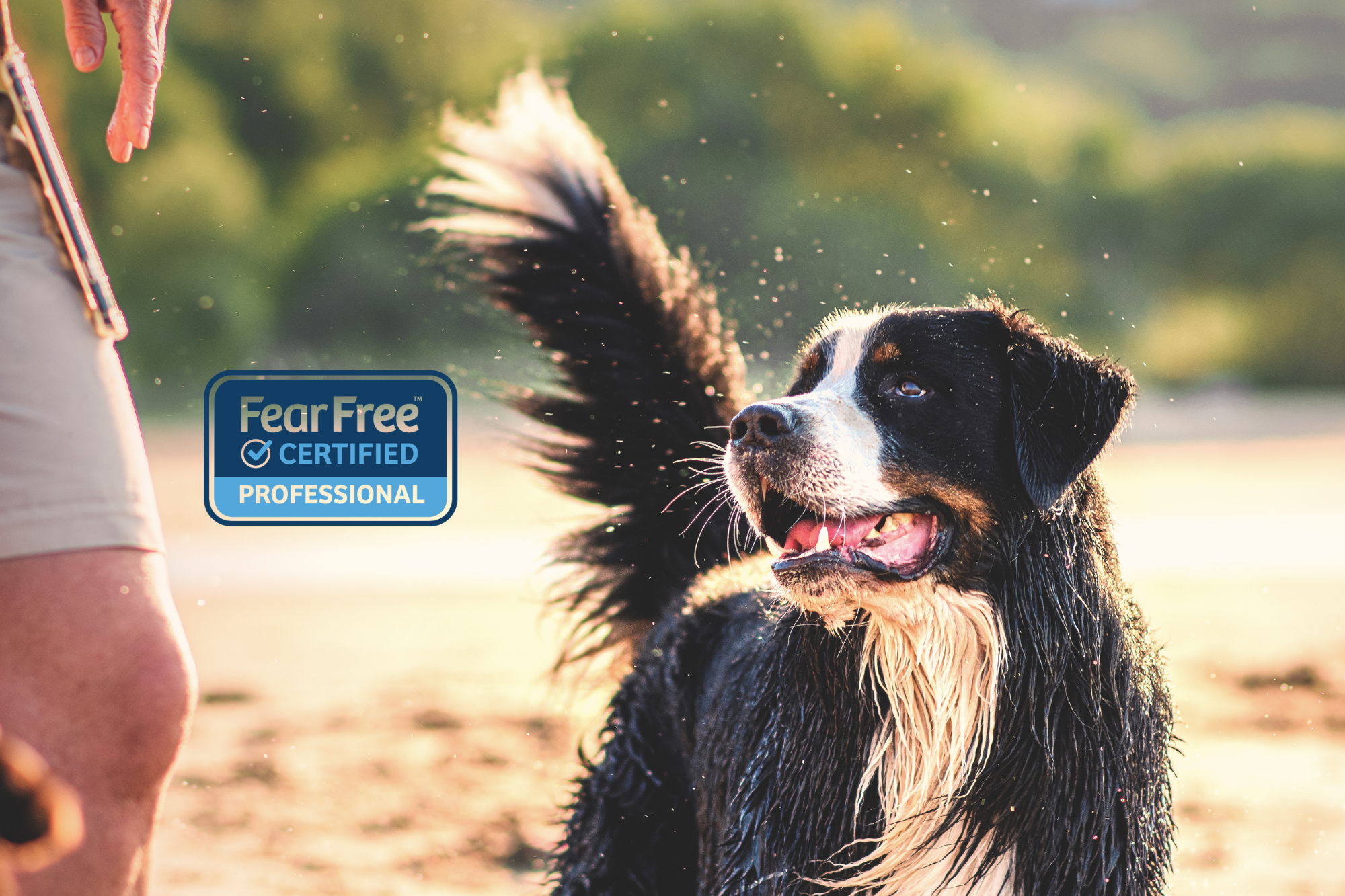 Happy Bernese Mountain Dog at the Beach